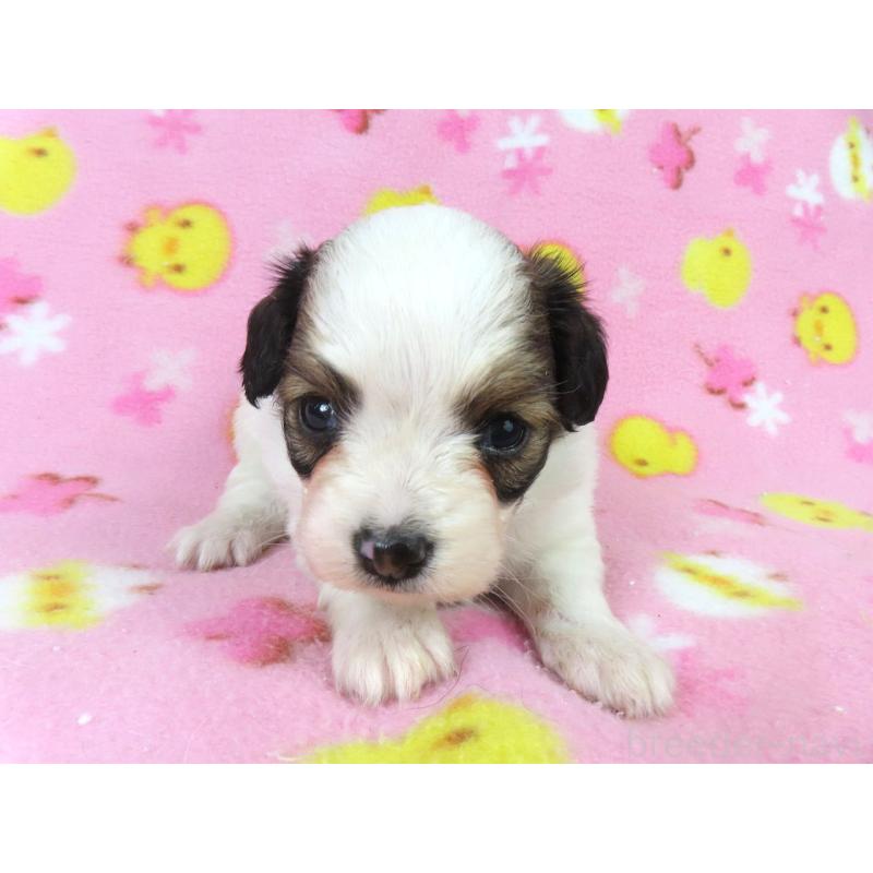 販売中の千葉県のパピヨン-438381の17枚目