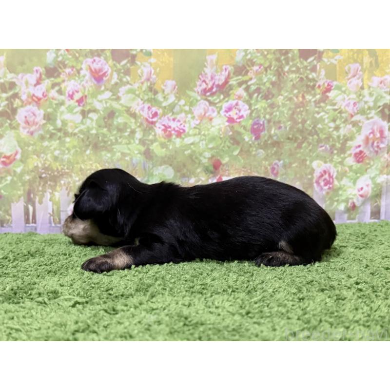 販売中の埼玉県のミニチュアダックスフンド(ロングヘアード)-440003の3枚目