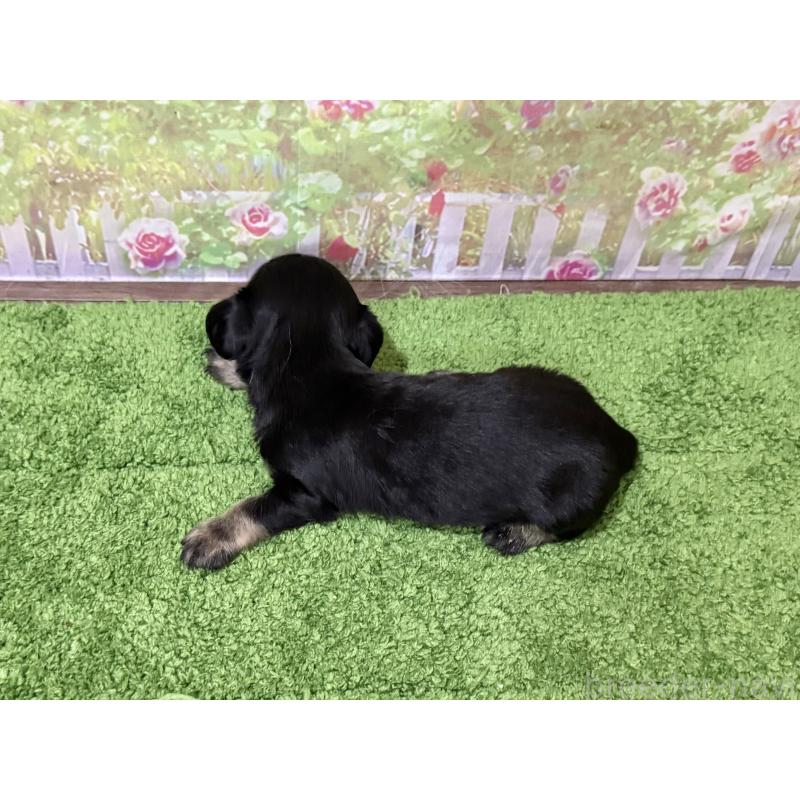 販売中の埼玉県のミニチュアダックスフンド(ロングヘアード)-440003の2枚目