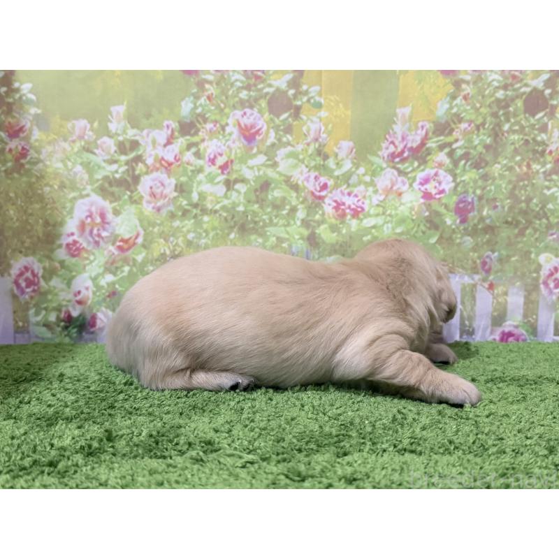 販売中の埼玉県のミニチュアダックスフンド(ロングヘアード)-440005の3枚目