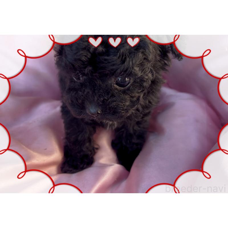 販売中の東京都のティーカッププードル-440008の11枚目