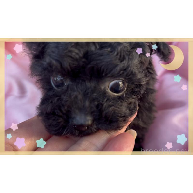 販売中の東京都のティーカッププードル-440008の10枚目