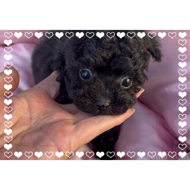 販売中の東京都のティーカッププードル-440008の8枚目