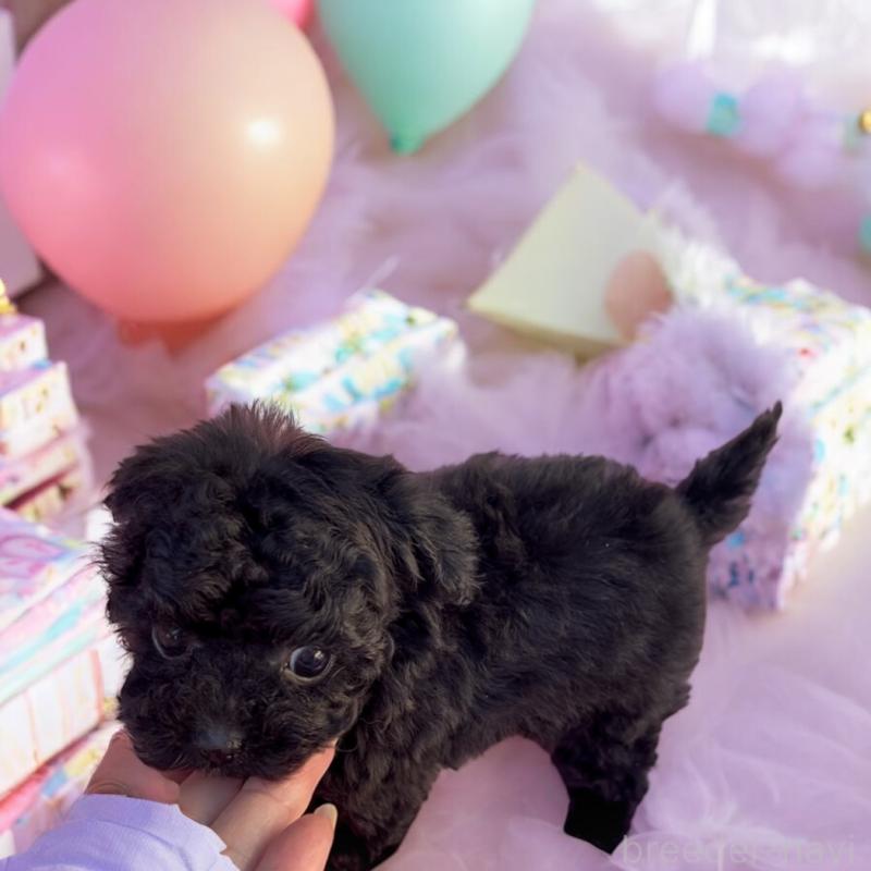 販売中の東京都のティーカッププードル-440008の7枚目