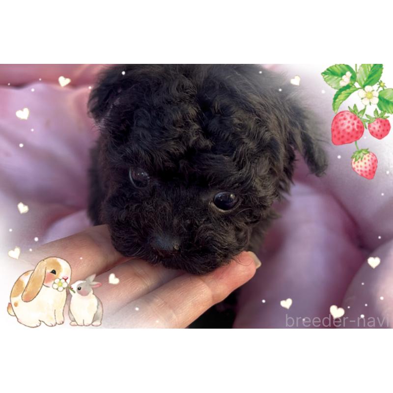 販売中の東京都のティーカッププードル-440008の6枚目