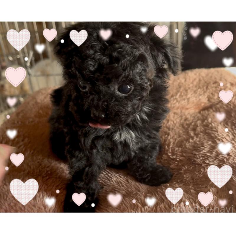 販売中の東京都のティーカッププードル-440008の5枚目