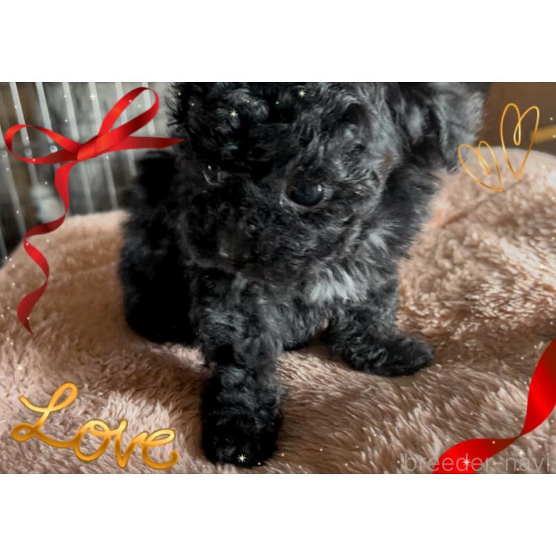 販売中の東京都のティーカッププードル-440008の4枚目