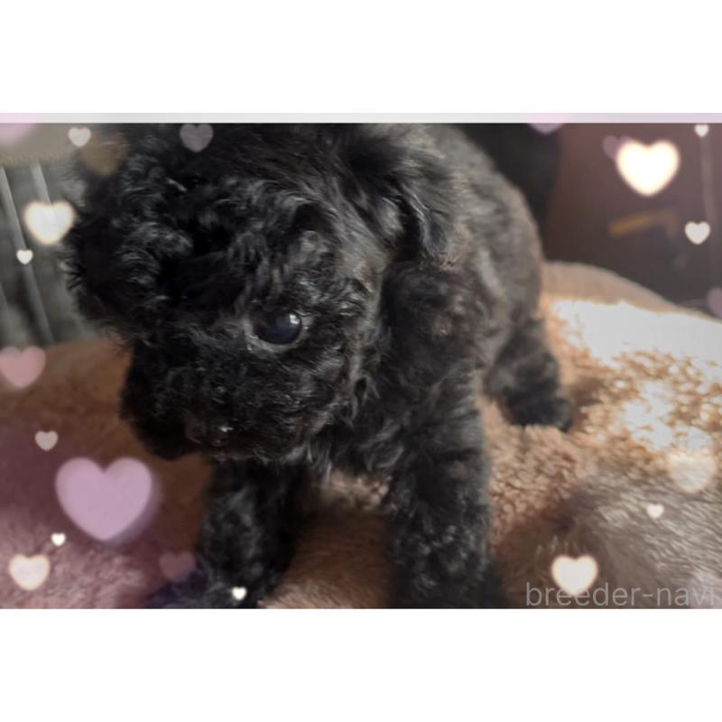 販売中の東京都のティーカッププードル-440008の3枚目