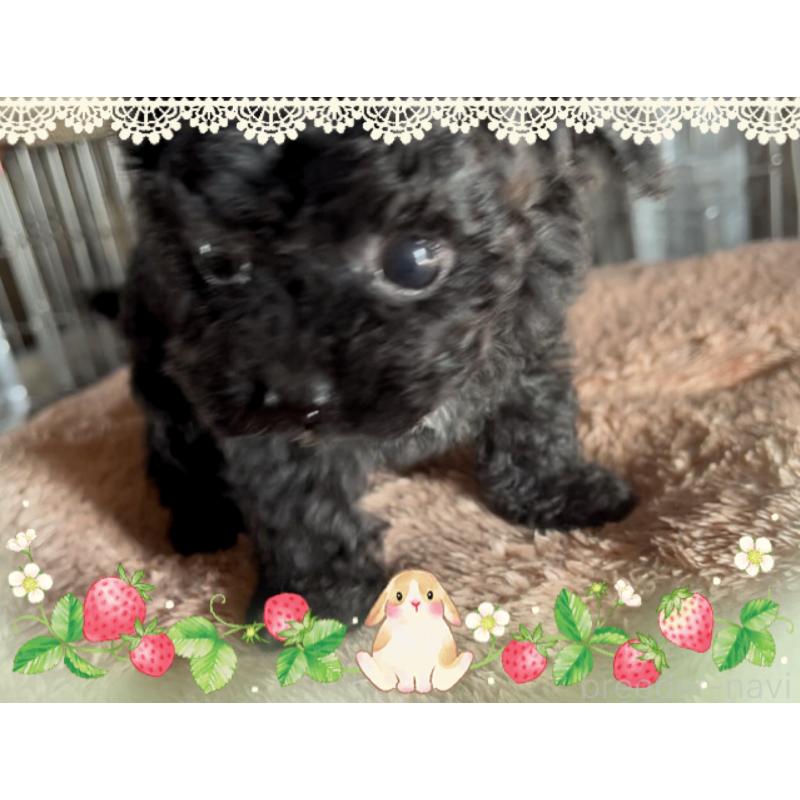 販売中の東京都のティーカッププードル-440008の2枚目