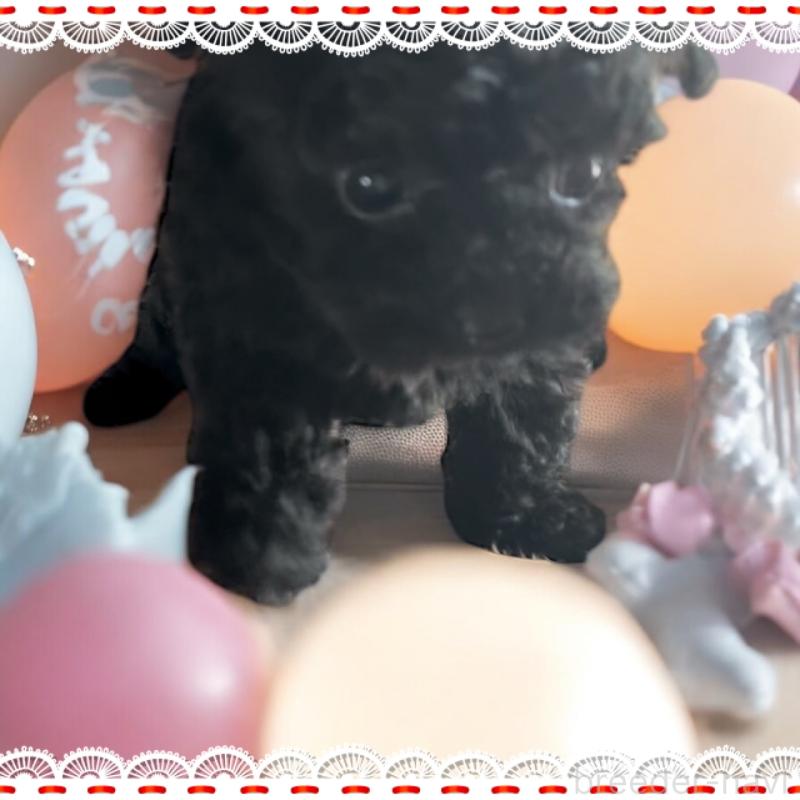 販売中の東京都のティーカッププードル-440008の1枚目