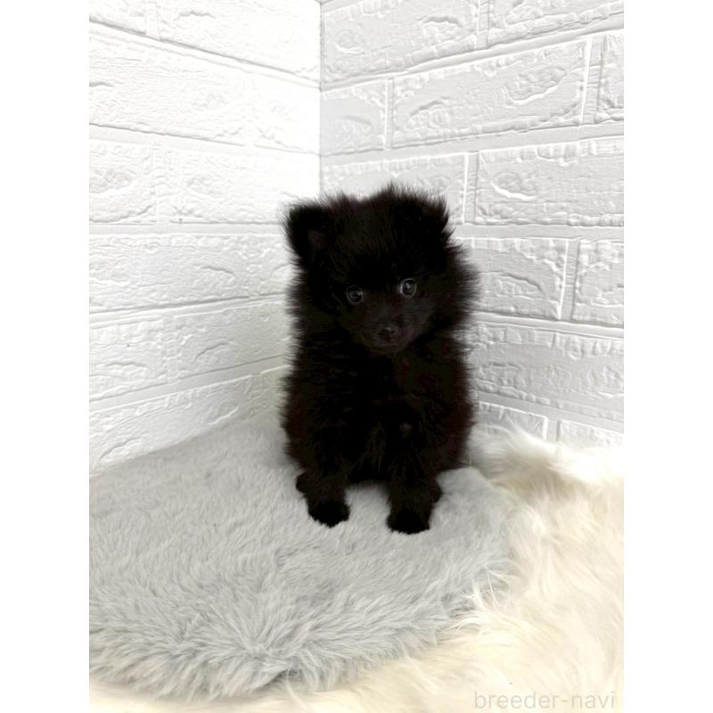 成約済の岡山県のポメラニアン-439564の14枚目