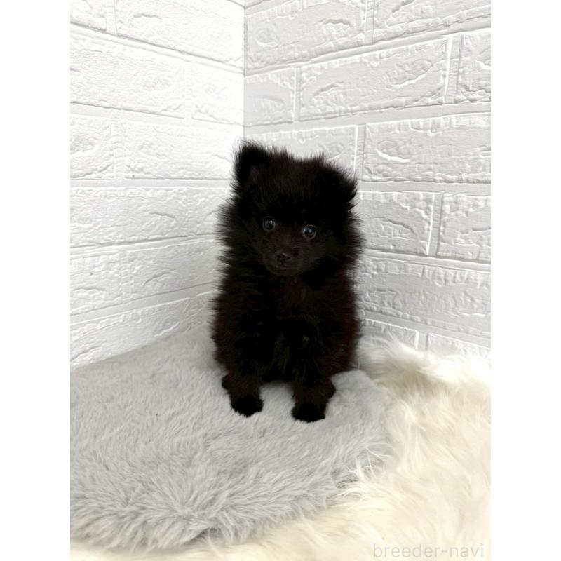 成約済の岡山県のポメラニアン-439564の13枚目