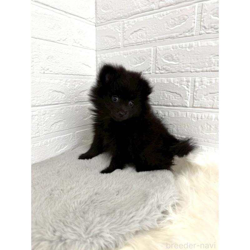 成約済の岡山県のポメラニアン-439564の12枚目