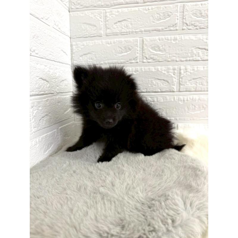 成約済の岡山県のポメラニアン-439564の11枚目