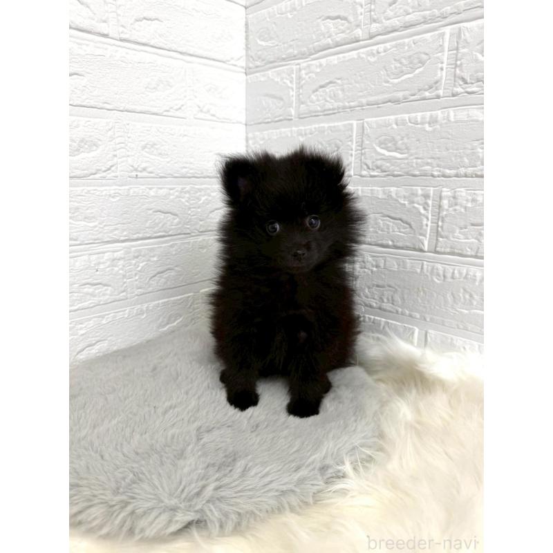 成約済の岡山県のポメラニアン-439564の10枚目