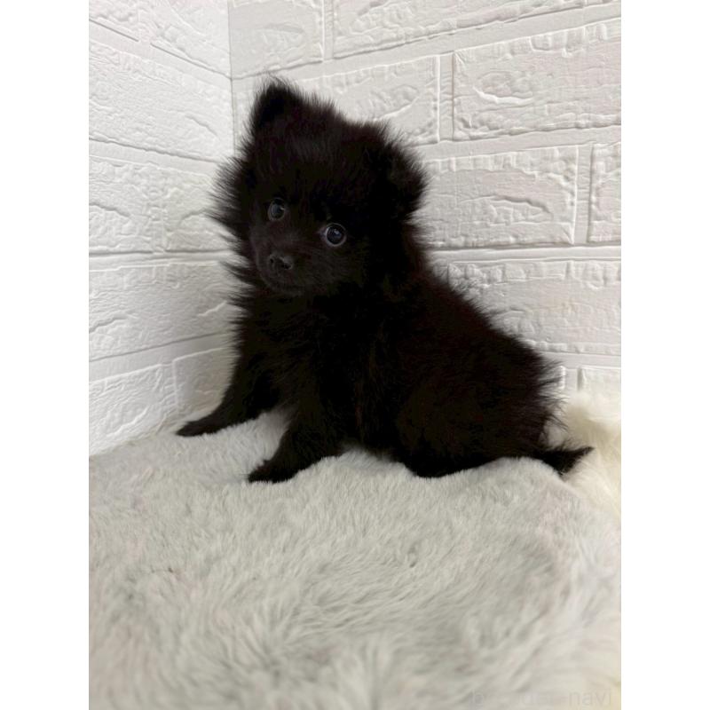 成約済の岡山県のポメラニアン-439564の6枚目