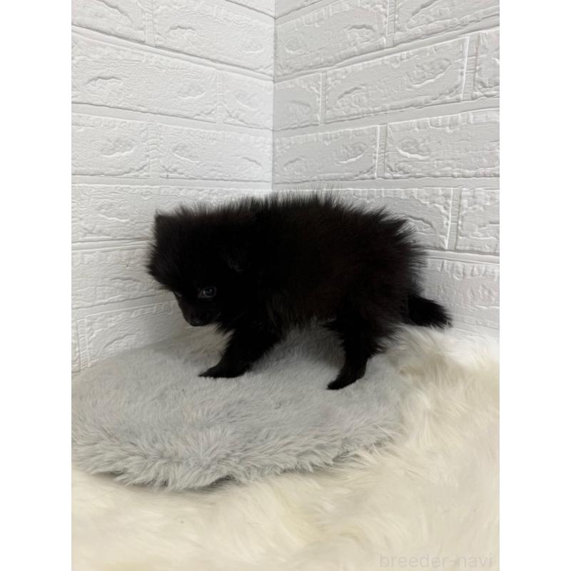 成約済の岡山県のポメラニアン-439564の5枚目