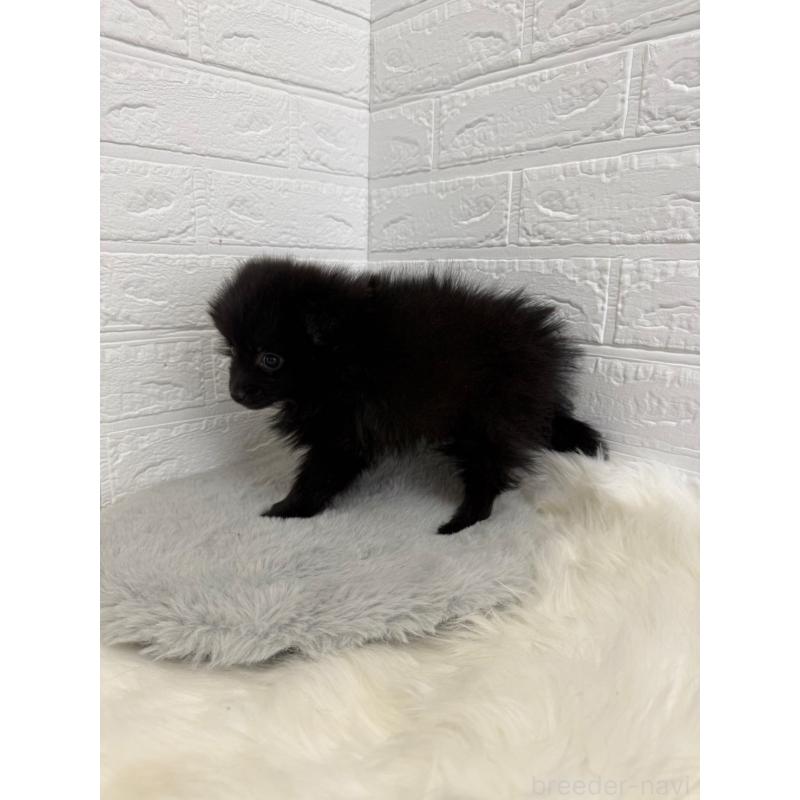 成約済の岡山県のポメラニアン-439564の4枚目