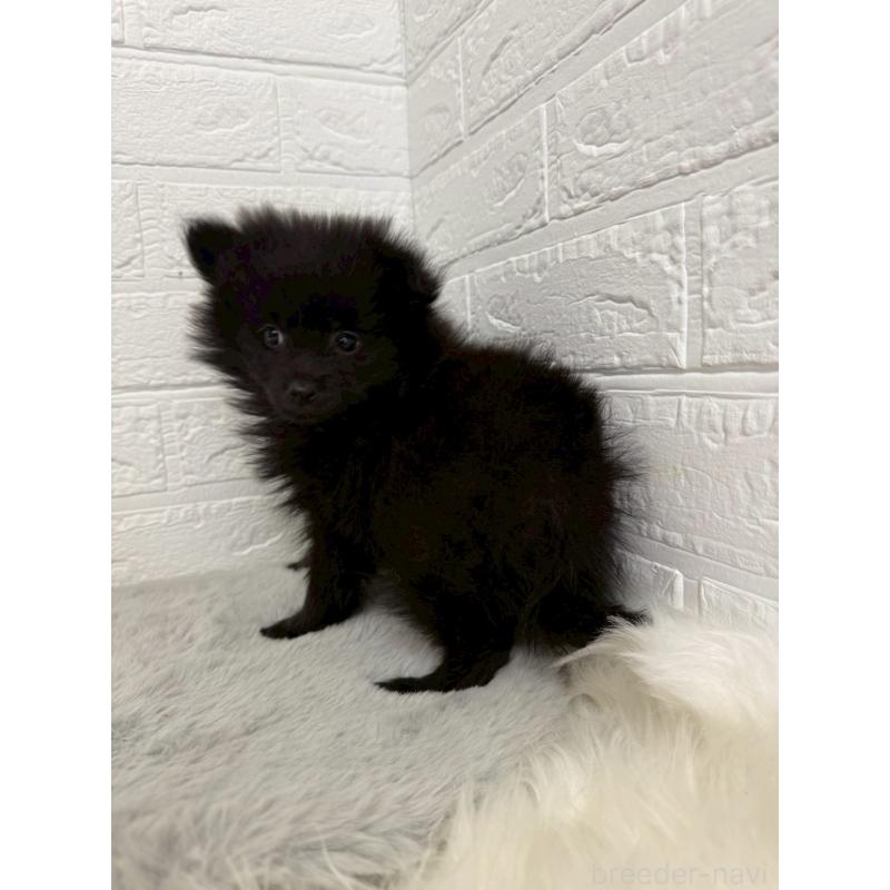 成約済の岡山県のポメラニアン-439564の3枚目