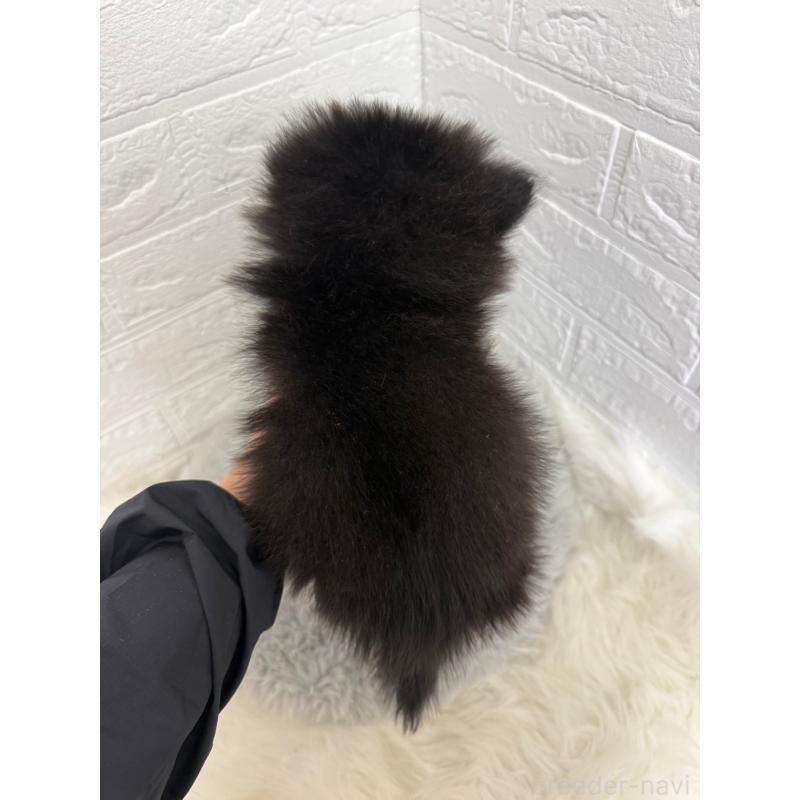 成約済の岡山県のポメラニアン-439564の2枚目