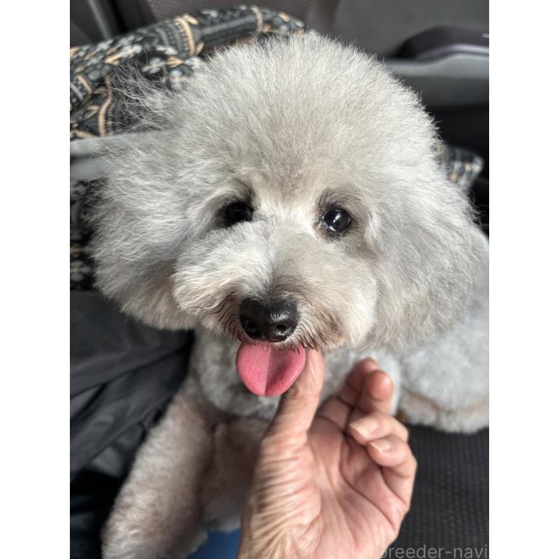 販売中の宮崎県のタイニープードル-440011の5枚目