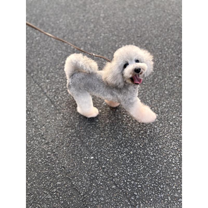 販売中の宮崎県のタイニープードル-440011の3枚目