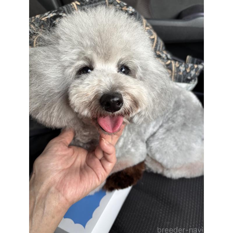 販売中の宮崎県のタイニープードル-440011の2枚目