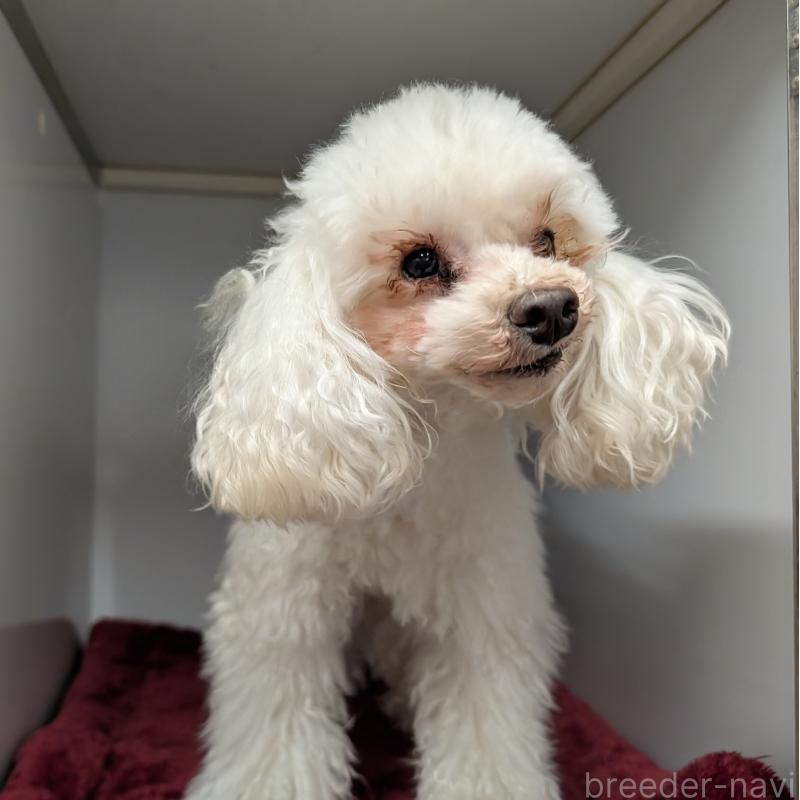 販売中の東京都のトイプードル-440015の1枚目