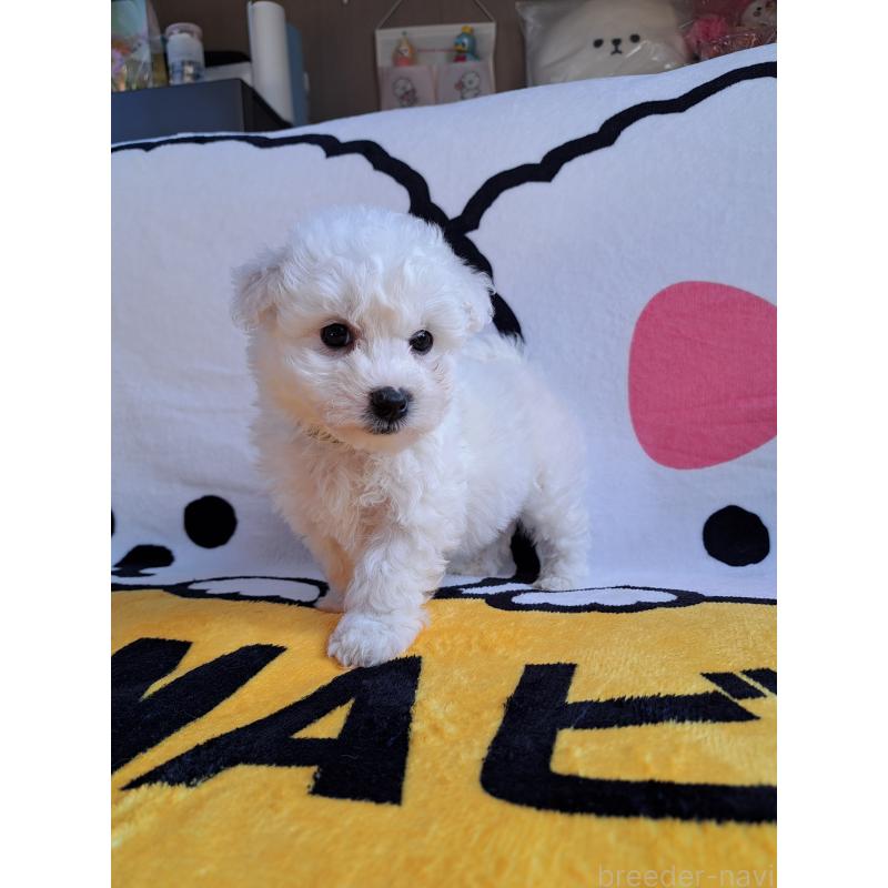 販売中の滋賀県のビションフリーゼ-440009の2枚目