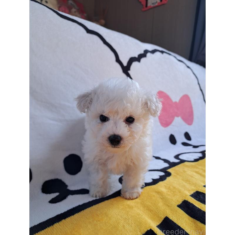 販売中の滋賀県のビションフリーゼ-440017の2枚目