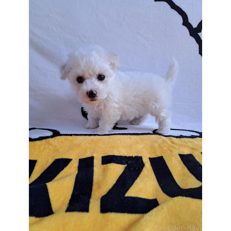 販売中の滋賀県のビションフリーゼ-440013の2枚目