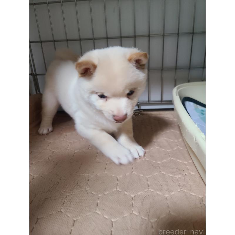 成約済の熊本県の豆柴-439917の3枚目