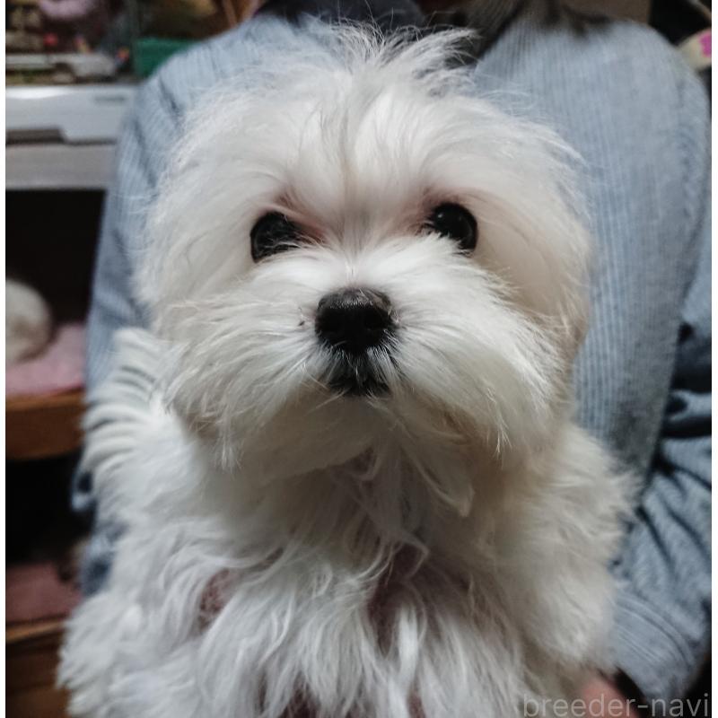 販売中の栃木県のマルチーズ-434224