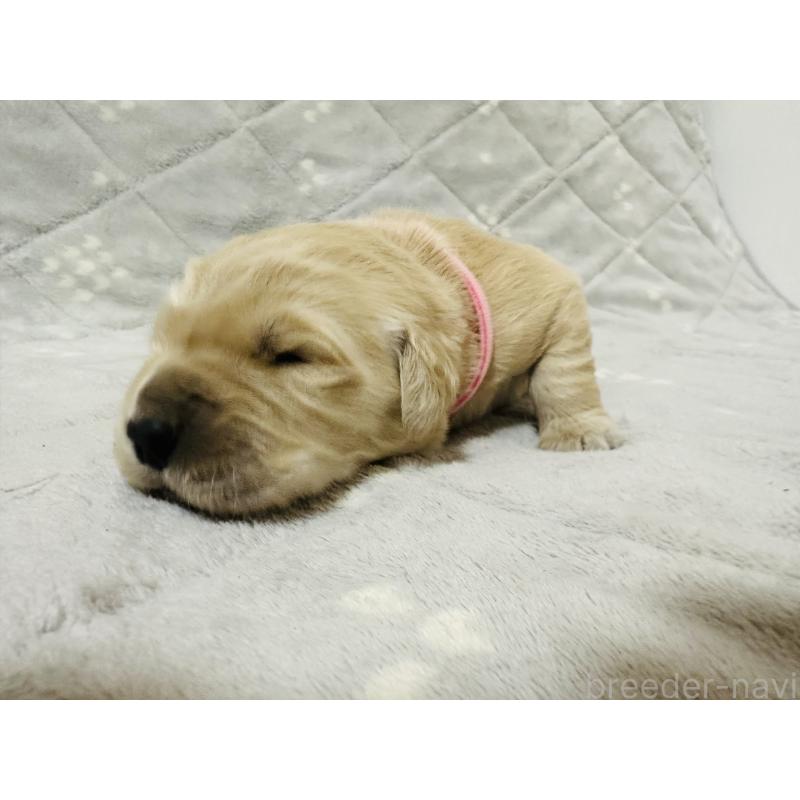 販売中の千葉県のゴールデンレトリーバー-440019の7枚目