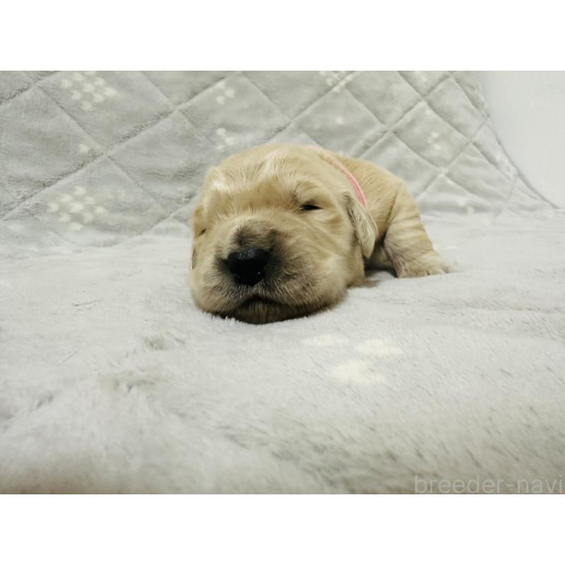 販売中の千葉県のゴールデンレトリーバー-440019の6枚目