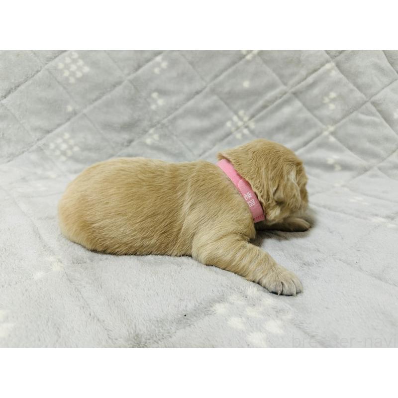 販売中の千葉県のゴールデンレトリーバー-440019の5枚目