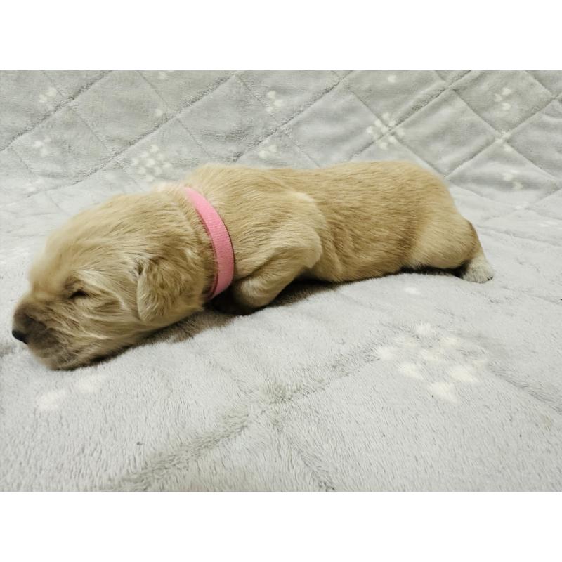 販売中の千葉県のゴールデンレトリーバー-440019の4枚目