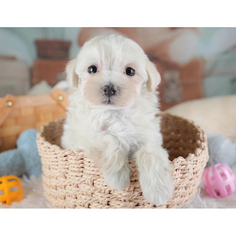 成約済の埼玉県のマルプー:マルチーズ×トイプードル-440020の9枚目