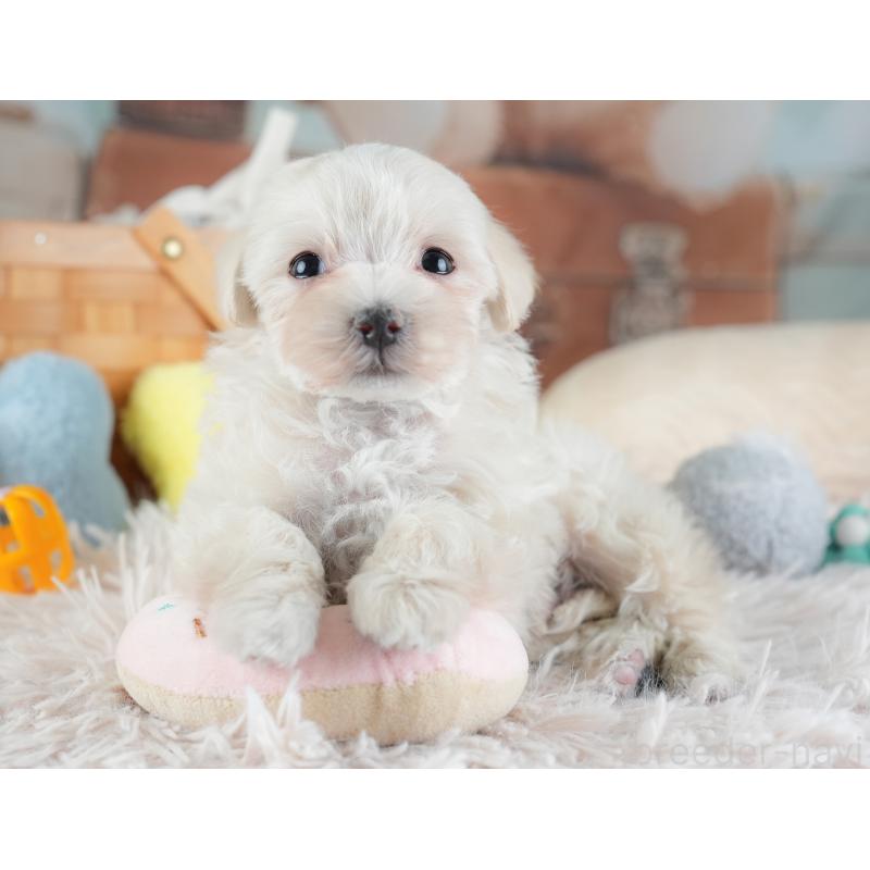 成約済の埼玉県のマルプー:マルチーズ×トイプードル-440020の8枚目