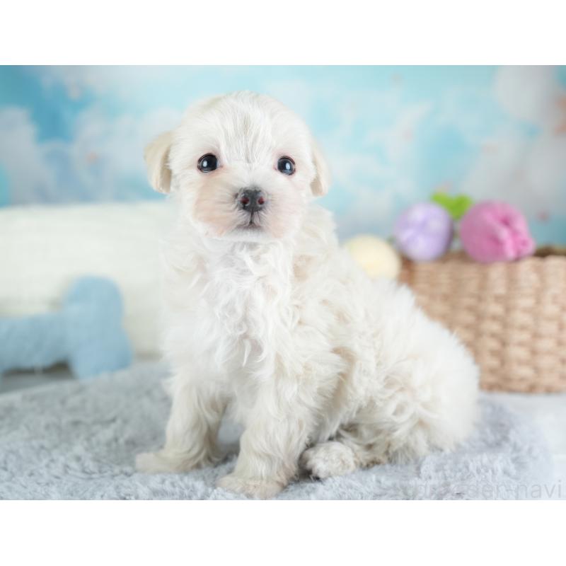 成約済の埼玉県のマルプー:マルチーズ×トイプードル-440020の7枚目