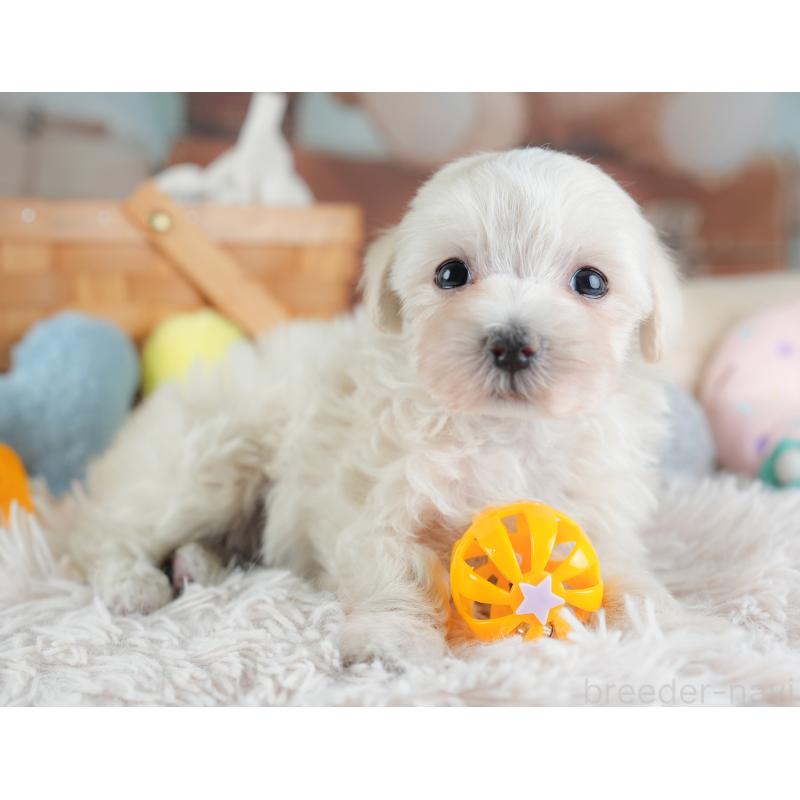 成約済の埼玉県のマルプー:マルチーズ×トイプードル-440020の6枚目