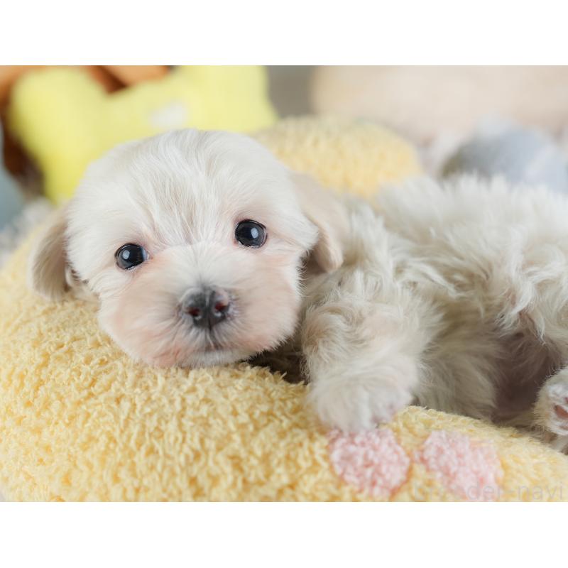 成約済の埼玉県のマルプー:マルチーズ×トイプードル-440020の5枚目