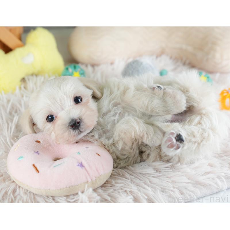 成約済の埼玉県のマルプー:マルチーズ×トイプードル-440020の4枚目