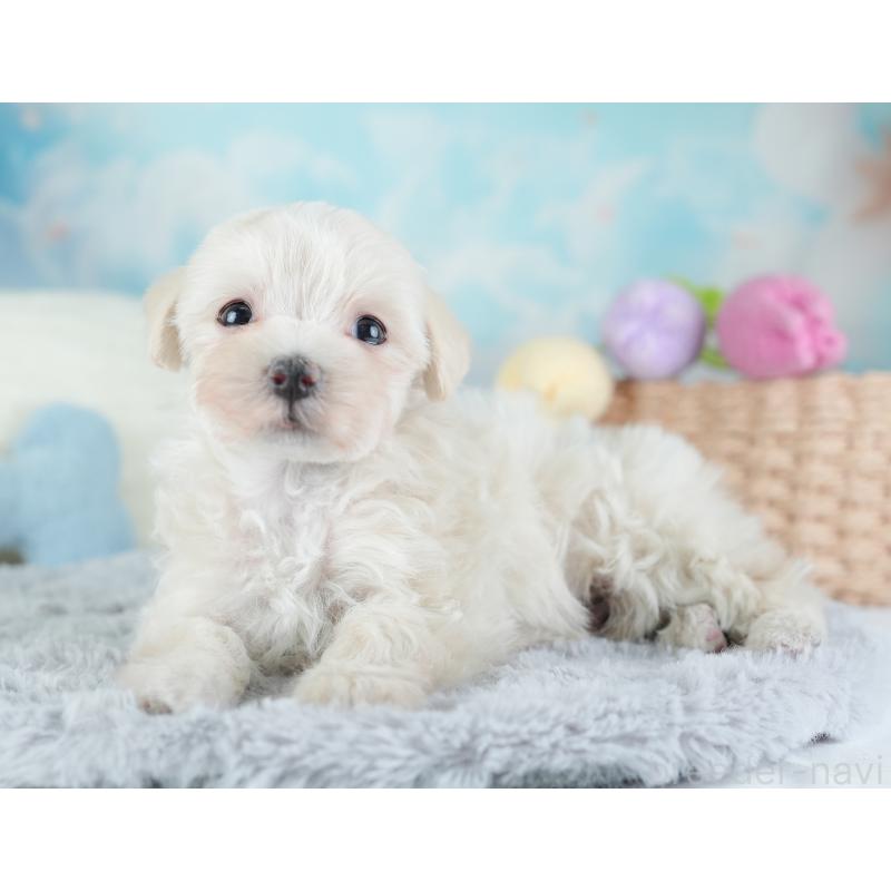 成約済の埼玉県のマルプー:マルチーズ×トイプードル-440020の3枚目