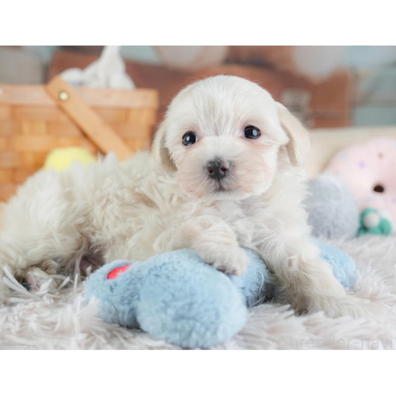 成約済の埼玉県のマルプー:マルチーズ×トイプードル-440020の2枚目