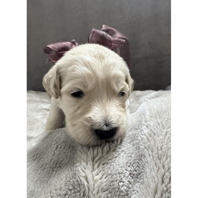 商談中の岐阜県のゴールデンドゥードル:ゴールデンレトリーバー×プードル-436729の7枚目