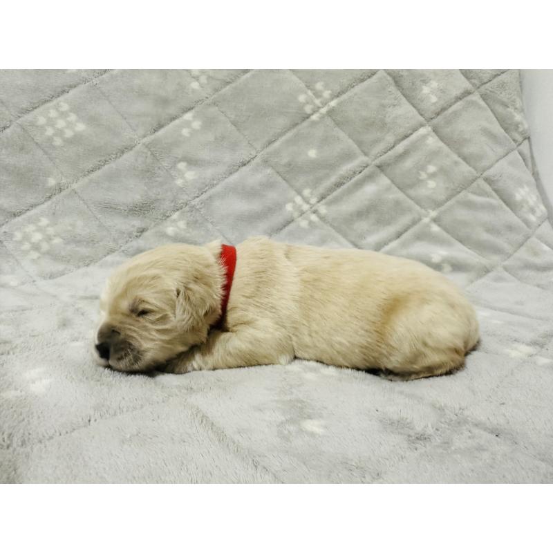 販売中の千葉県のゴールデンレトリーバー-440021の7枚目