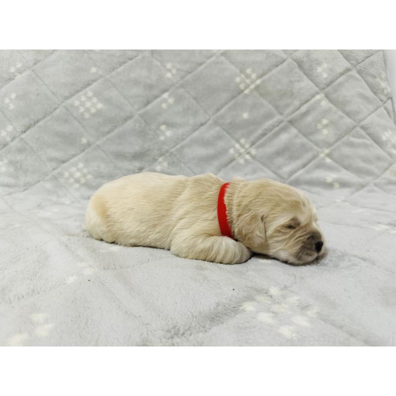 販売中の千葉県のゴールデンレトリーバー-440021の6枚目