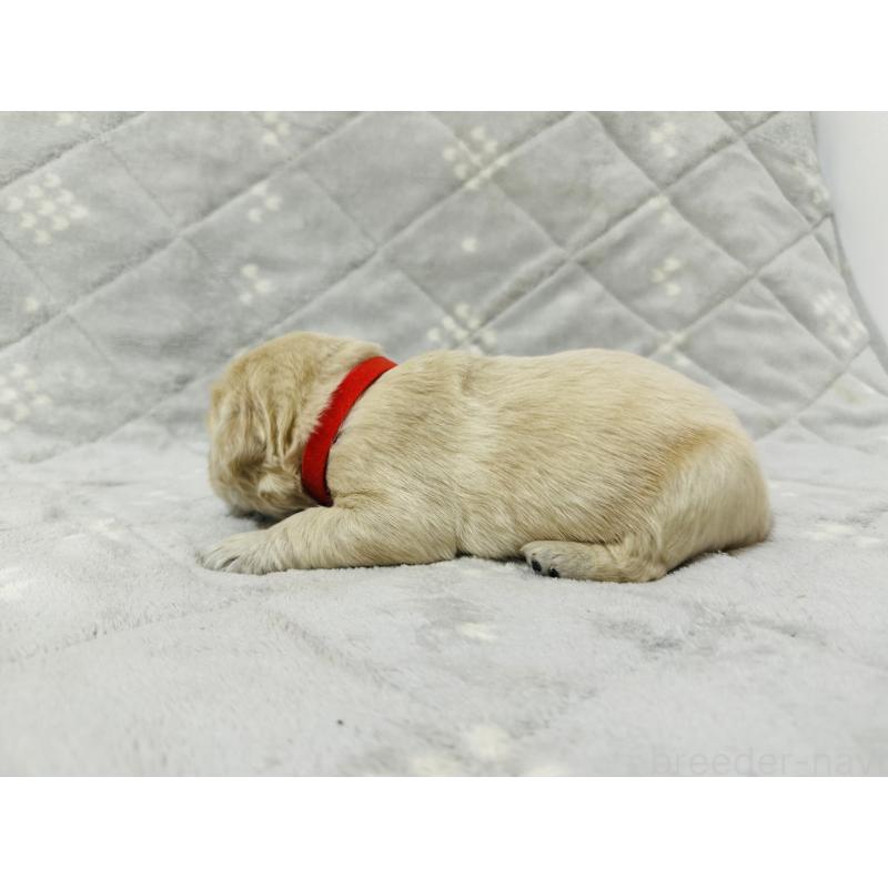 販売中の千葉県のゴールデンレトリーバー-440021の5枚目