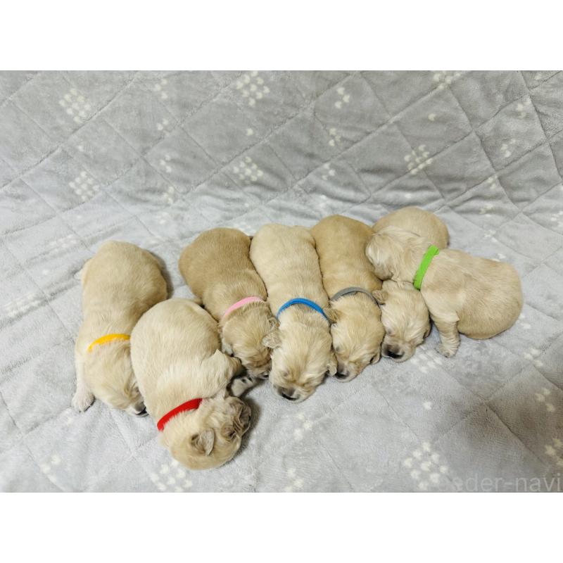 販売中の千葉県のゴールデンレトリーバー-440021の2枚目